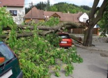 Kwikfynd Tree Cutting Services
taharawest