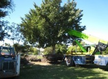 Kwikfynd Tree Management Services
taharawest