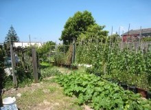 Kwikfynd Vegetable Gardens
taharawest